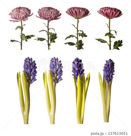 Chrysanthemum, hyacinth different angles isolated background. Multiple perspectives, chrysanthemum morifolium, hyacinthus orientalis arranged minimal layout. Floral set, spring botanical 137613051