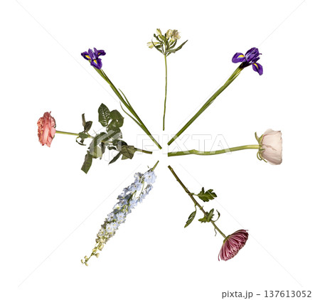 Circular arrangement, rose, alstroemeria, ranunculus, chrysanthemum, delphinium isolated background. Radial composition, botanical flowers forming round minimal layout. Floral collection, 137613052