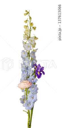 Delphinium elatum and garden flowers in ceramic vase isolated background. Mixed bouquet minimal interior composition. Spring floral decor concept.. Delphinium elatum and garden flowers in ceramic vase isolated background. Mixed bouquet minimal interior composition. Spring floral decor concept.. 137613066
