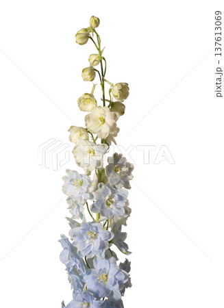 Delphinium elatum tall inflorescence isolated background. Vertical larkspur stem pastel blue yellow flowers minimal composition. Spring floral botanical concept.. Delphinium elatum tall inflorescence isolated background. Vertical larkspur stem pastel blue yellow flowers minimal composition. Spring floral botanical concept.. 137613069