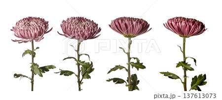 Garden chrysanthemum lush blooms different angles isolated background. Multiple views, chrysanthemum morifolium arranged minimal composition. Floral collection, spring decorative botanical 137613073