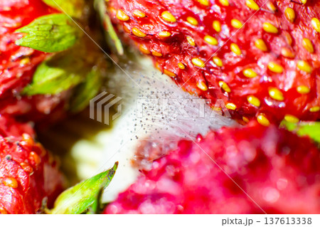 mold on strawberries. The spoiled berry has been covered with black mold 137613338