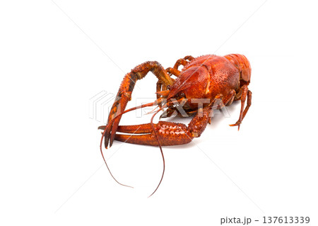 cancer on a white background 137613339