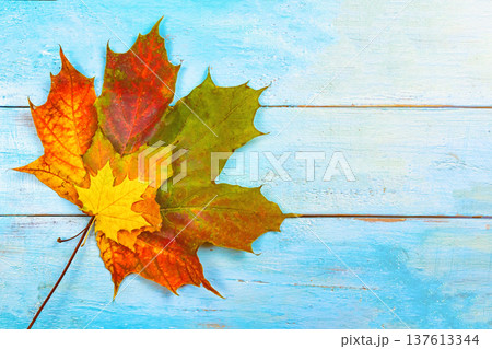 Autumn background of yellow and colored leaves, on a blue wooden background 137613344