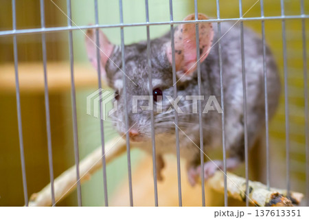 a little cute chinchilla in a cage with close, sad eyes chinchilla a little cute chinchilla in a cage with close, sad eyes chinchilla 137613351