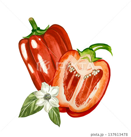 Red bell pepper, whole, halved and garnished with a white flower and leaves. Hand-drawn watercolor illustration. Illustration for menu design, cookbooks, and kitchens. Red bell pepper, whole, halved and garnished with a white flower and leaves. Hand-drawn watercolor illustration. Illustration for menu design, cookbooks, and kitchens. 137613478