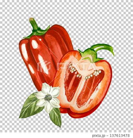 Red bell pepper, whole, halved and garnished with a white flower and leaves. Hand-drawn watercolor illustration. Illustration for menu design, cookbooks, and kitchens. Red bell pepper, whole, halved and garnished with a white flower and leaves. Hand-drawn watercolor illustration. Illustration for menu design, cookbooks, and kitchens. 137613478