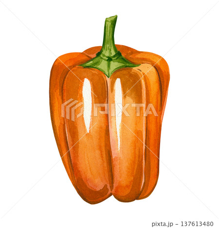 Orange bell pepper on a white background. Hand-painted watercolor illustration of a fresh, sweet vegetable. Suitable for healthy eating, menu, and recipe design. 137613480