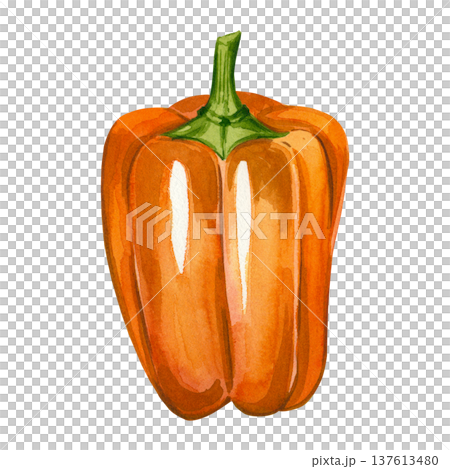 Orange bell pepper on a white background. Hand-painted watercolor illustration of a fresh, sweet vegetable. Suitable for healthy eating, menu, and recipe design. 137613480