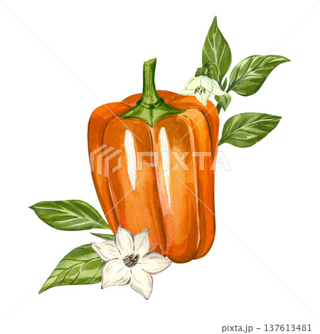 Orange bell pepper with white flowers and green leaves. Hand-painted watercolor illustration. This watercolor illustration is perfect for recipes, blogs, menus, and culinary design. 137613481