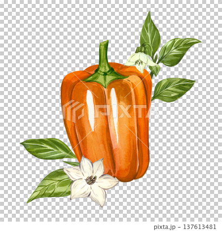 Orange bell pepper with white flowers and green leaves. Hand-painted watercolor illustration. This watercolor illustration is perfect for recipes, blogs, menus, and culinary design. 137613481