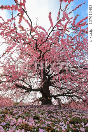 梅の花のある風景 梅の花のある風景 137613492