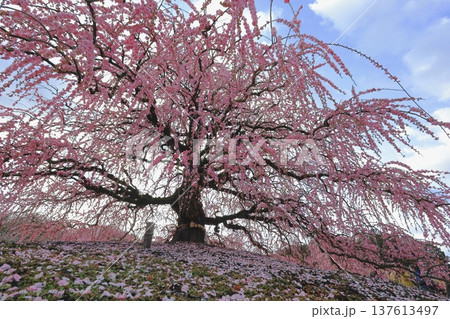 満開になった枝垂れ梅 満開になった枝垂れ梅 137613497