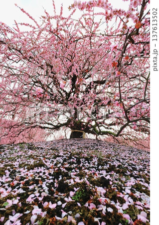 梅の花が満開になった庭園 梅の花が満開になった庭園 137613502