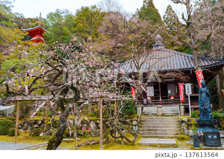 京都　今熊野観音寺の春 137613564
