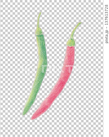 色えんぴつ画のとうがらし 色えんぴつ画のとうがらし 137613728