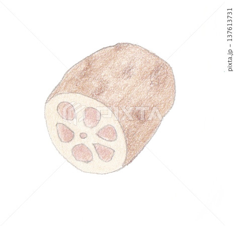 色えんぴつ画のれんこん 137613731