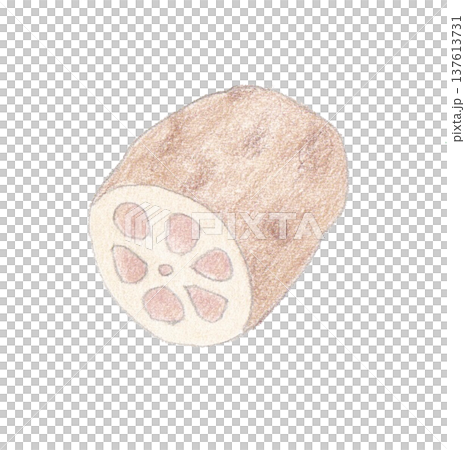 色えんぴつ画のれんこん 137613731