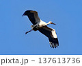 こうのとりの営み 137613736