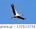 こうのとりの営み 137613738