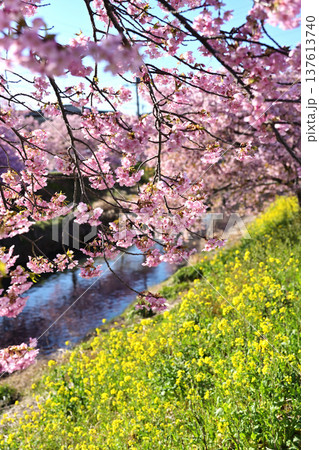 河津桜と菜の花が川を流れる小川 河津桜と菜の花が川を流れる小川 137613740