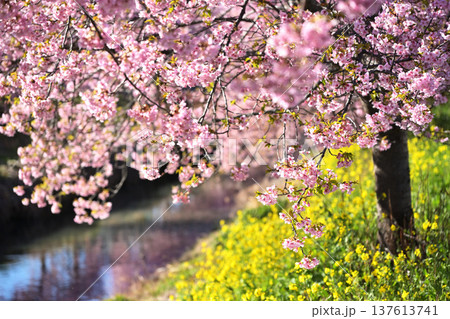 川面に映る河津桜 川面に映る河津桜 137613741