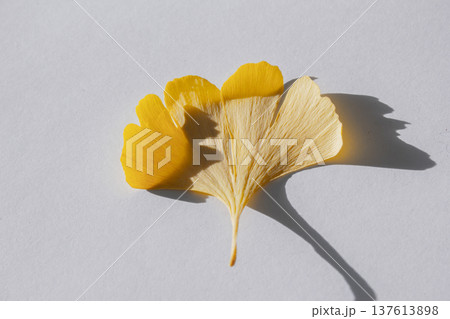 ginkgo leaf that have turned yellow. 137613898