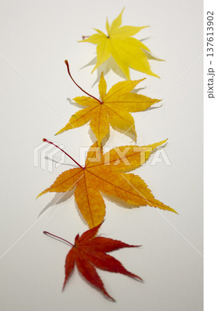 These are maple leaves of various colors. These are maple leaves of various colors. 137613902