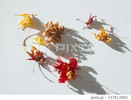 It is maple leaves placed on a white background. 137613903