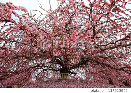 ピンク色の梅の花が満開 137613943