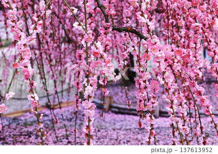 枝垂れ梅の花びらが降り注ぐ 枝垂れ梅の花びらが降り注ぐ 137613952