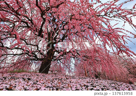 ピンク色のしだれ梅の花が満開 ピンク色のしだれ梅の花が満開 137613958