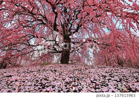 ピンク色の花びらが降り積もる枝垂れ梅 ピンク色の花びらが降り積もる枝垂れ梅 137613963