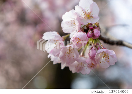 3月　7分咲きの安行桜 137614003