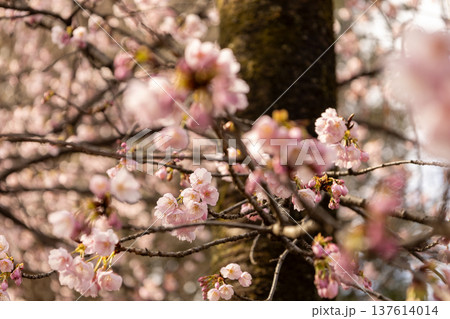 3月　7分咲きの安行桜 137614014