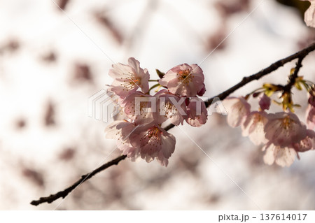 3月 7分咲きの安行桜 3月 7分咲きの安行桜 137614017