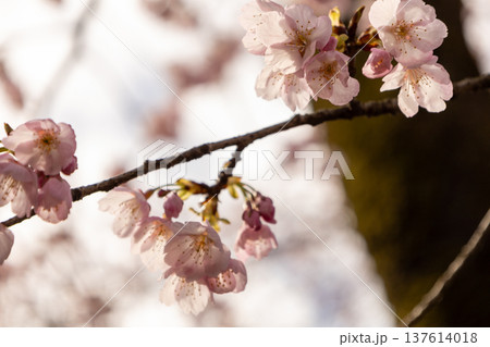 3月 7分咲きの安行桜 3月 7分咲きの安行桜 137614018
