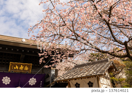 3月 密蔵院 7分咲きの安行桜と山門 3月 密蔵院 7分咲きの安行桜と山門 137614021