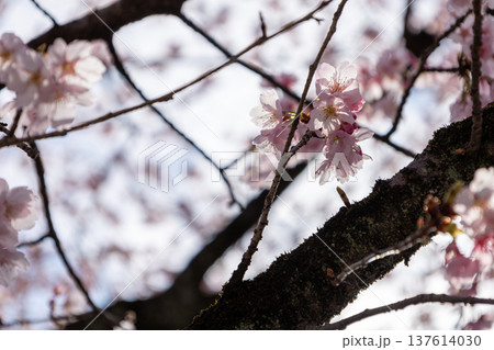 3月 7分咲きの安行桜 3月 7分咲きの安行桜 137614030