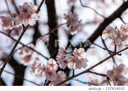 3月　7分咲きの安行桜 137614032