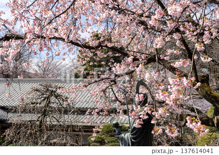 3月 密蔵院 7分咲きの安行桜と境内風景 3月 密蔵院 7分咲きの安行桜と境内風景 137614041