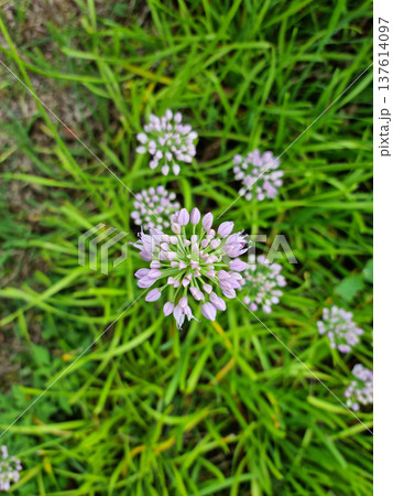 it is Chives with Flowers.  137614097