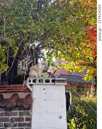It's a cat climbing on a fence. 137614265