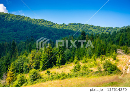 coniferous forest on the steep hillside meadow in summer. carpathian mountain landscape of ukraine. beautiful nature scenery on a sunny day. green environment open vista with fir trees near pasture coniferous forest on the steep hillside meadow in summer. carpathian mountain landscape of ukraine. beautiful nature scenery on a sunny day. green environment open vista with fir trees near pasture 137614270