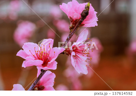 Cherry blossom branch with pink flowers water droplets at spring season in garden 137614592