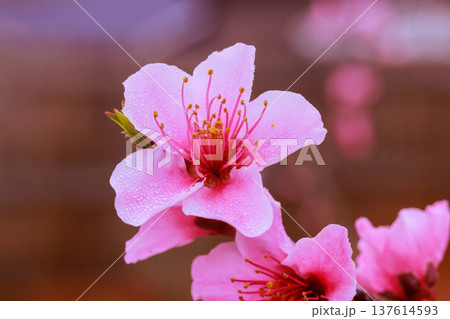 Pink flowers bloom under soft light in garden during early of spring 137614593