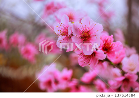 Peach blossoms bloom in springtime with soft pink petals in garden setting 137614594