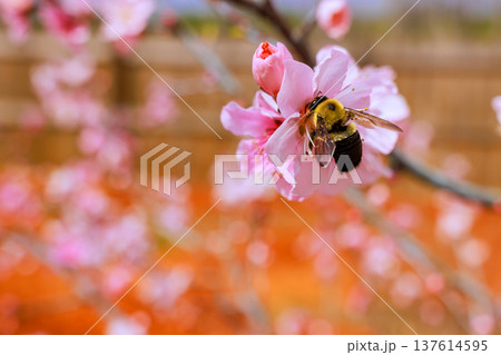 Bee collects nectar from pink flower in springtime garden setting 137614595