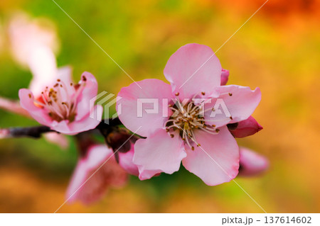 Cherry blossoms bloom on branch during springtime in garden setting u Cherry blossoms bloom on branch during springtime in garden setting u 137614602