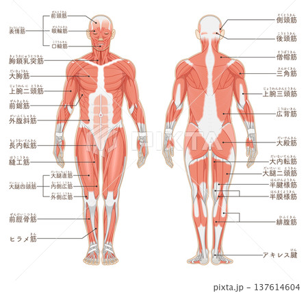 全身の筋肉 正面と背面 Full body muscles front and back 137614604